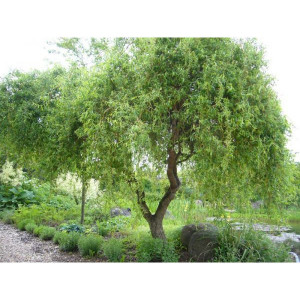 Саженцы Ива Матсуды (Salix matsudana)