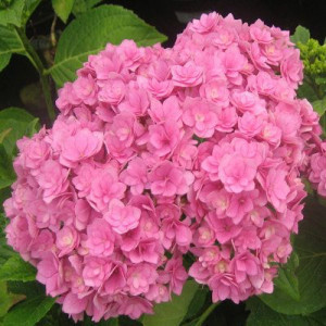 Саженцы Гортензия Романс Пинк (Romance Pink) (крупнолистна..