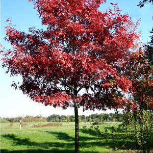 Саженцы Клён Краснолистный (100-150 см)