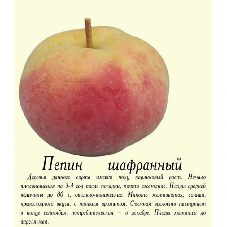 Комплект 5шт / Яблоня Пепин шафранный - высокое качество урожая Комплект 5шт / Яблоня Пепин шафранный - высокое качество урожая