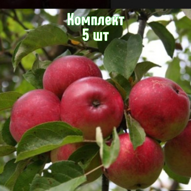 Комплект 5шт / Яблоня Скала Комплект 5шт / Яблоня Скала